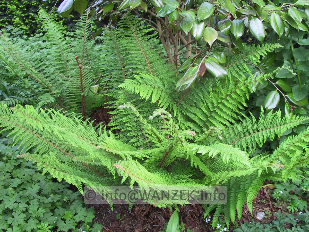 Polystichum setiferum Proliferum 02.JPG